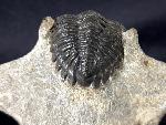 Hollardops mesocristatus (LE MAITRE 1952) - Bild &copy; FossNet FossilienStore